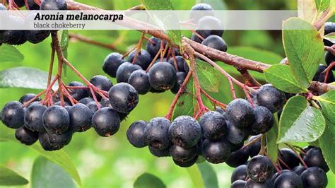 Fall Fitness Boost: How Black Chokeberry can Enhance Your Workout Routine